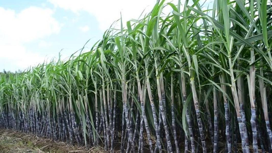 उखुको न्यूनतम समर्थन मूल्य प्रतिक्विन्टल ६ सय ५५ रुपैयाँ तोकियो