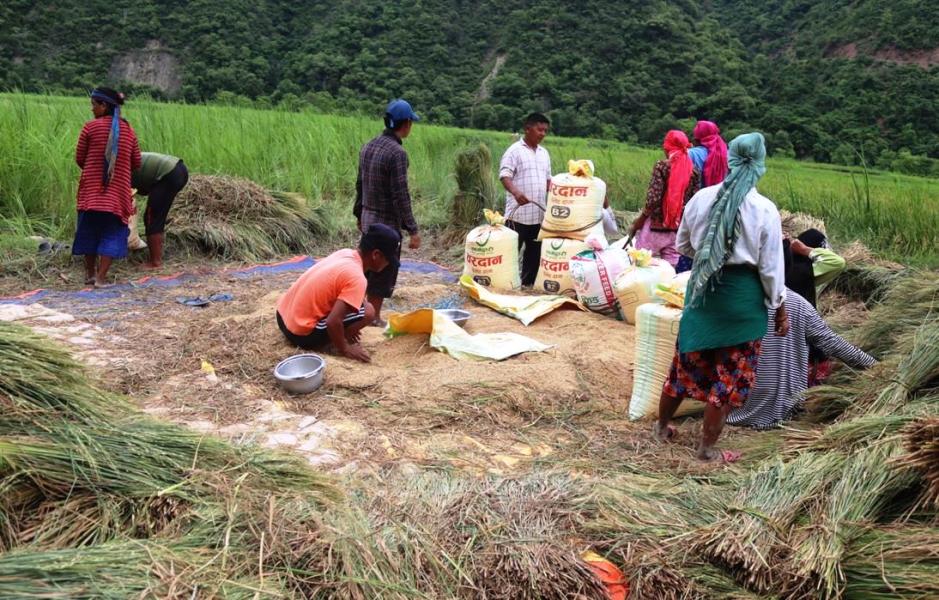 प्युठानका किसानलाई चैतेधान भित्र्याउने चटारो