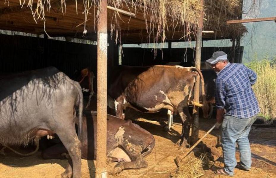 दूध बेचेर वार्षिक ३० लाख आम्दानी