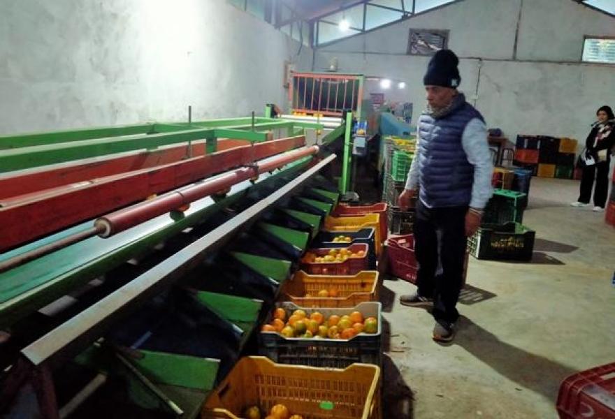 छपन्न लाखको मेसिनबाट स्याङ्जामा सुन्तला ग्रेडिङ