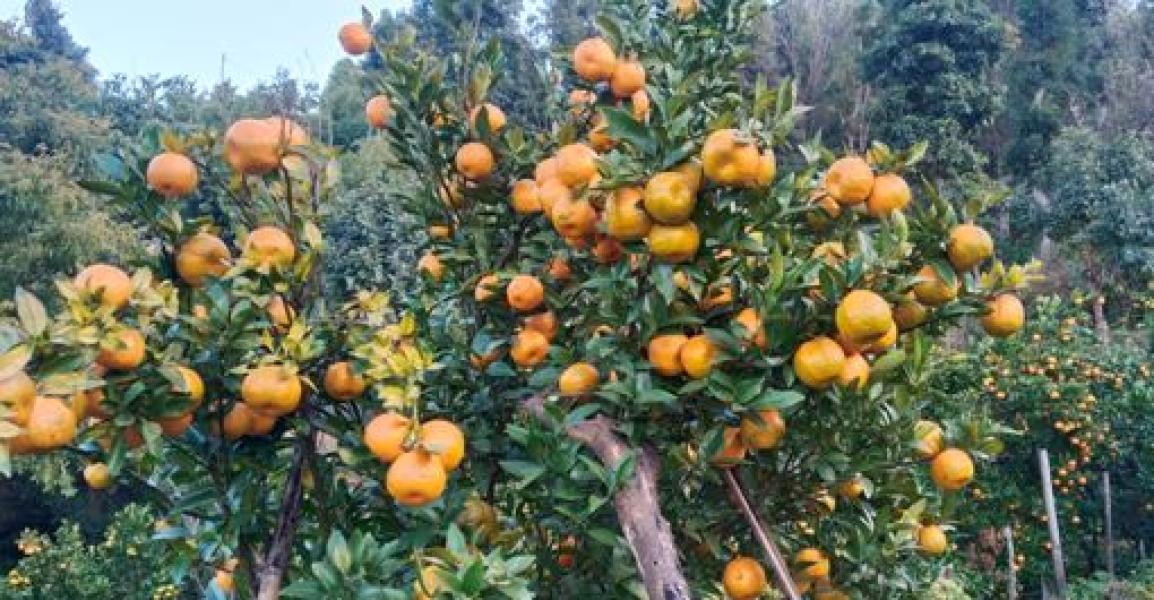 रामेछापको सुन्तलाले बजार पाएन