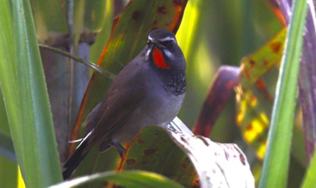 दुर्लभ कृष्णवक्ष रातोकण्ठ चरा कञ्चनपुरमा पहिलोपटक देखियो