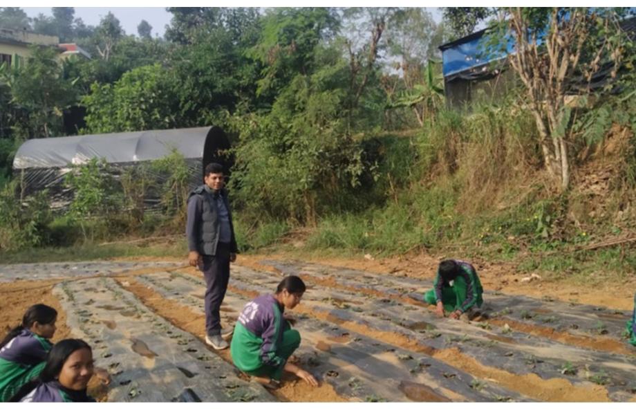 विद्यार्थीलाई आयआर्जनसँग जोड्न स्ट्रबेरी खेती