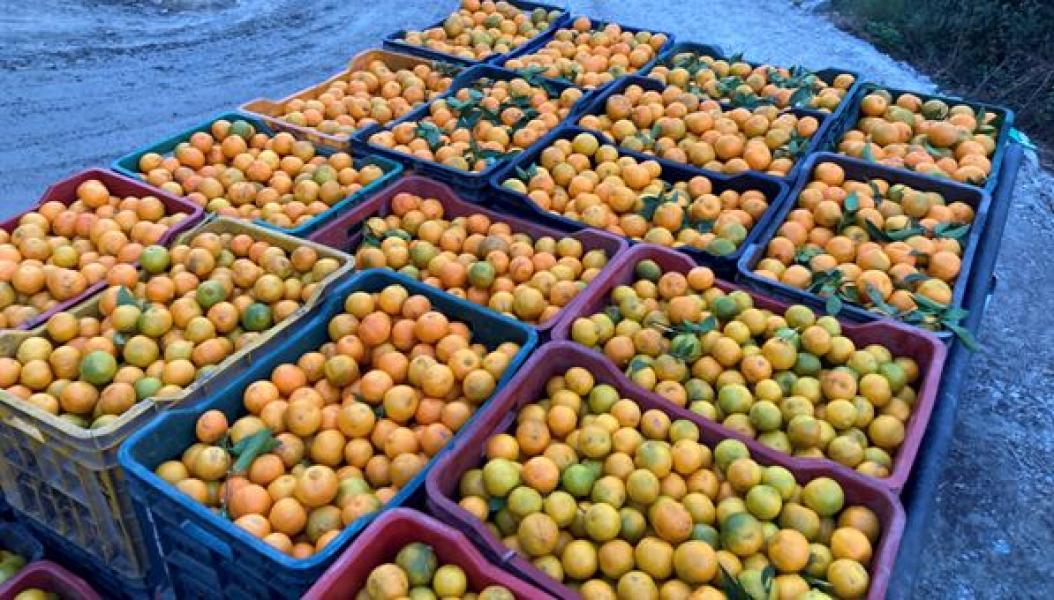 बगैँचाबाटै सुन्तला बिक्री भएपछि किसान उत्साहित