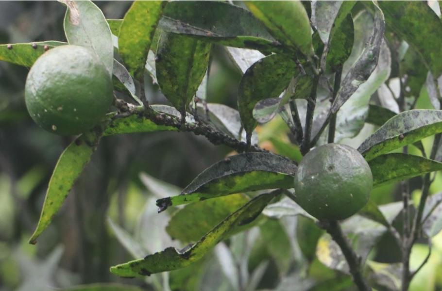 कत्लेकीराको प्रकोप बढेसँगै कास्कीका सुुन्तला कृषक चिन्तित