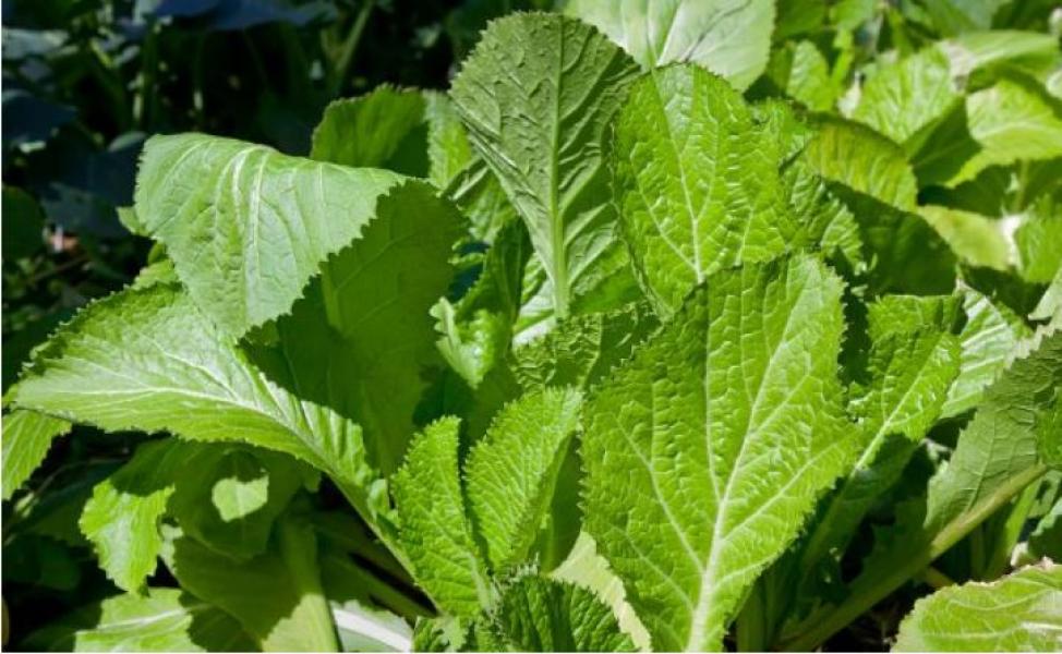 मायाको चिनो ‘रायो साग’