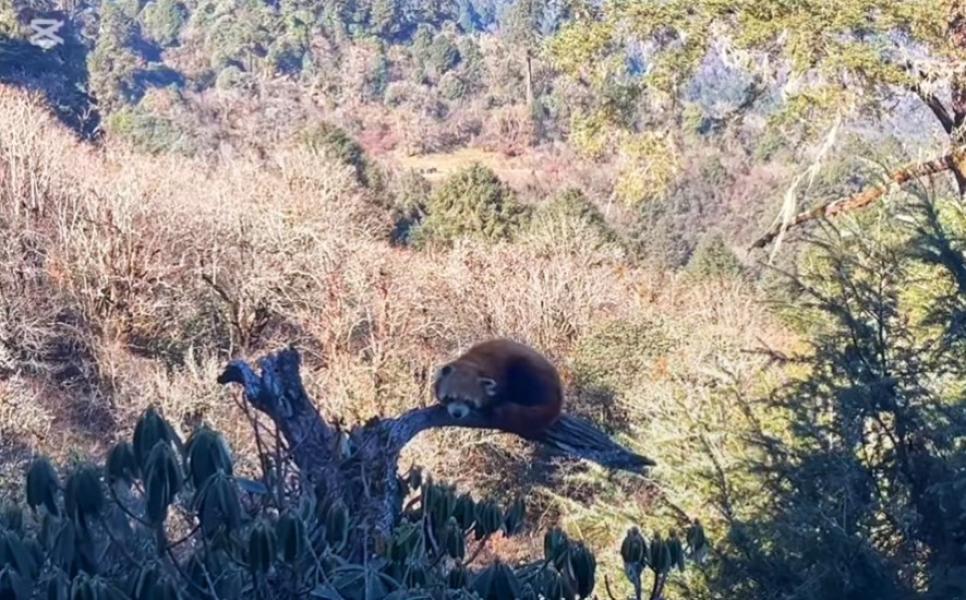 म्याग्दीकाे मुनामा सङ्कटापन्न वन्यजन्तु रेडपाण्डा भेटियो