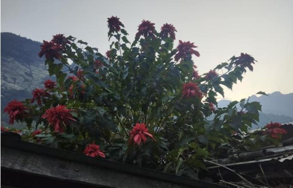 लोप हुँदै लालुपाते