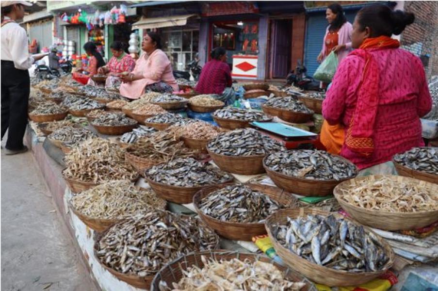 धरानमा फस्टाउँदै सिद्रा व्यापार