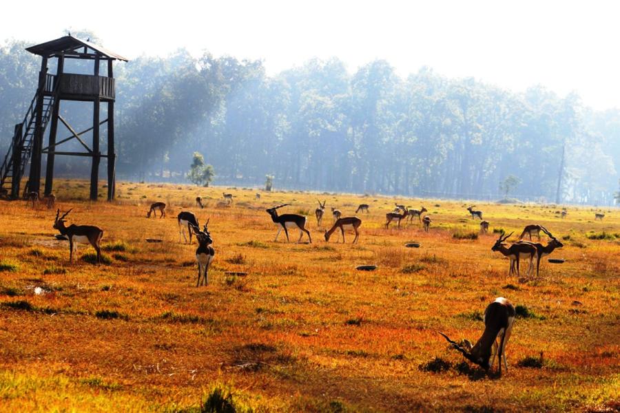 कृष्णसार