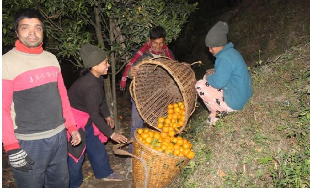 म्याग्दीमा सुन्तला बिक्री गर्न बजार खोज्नुपर्ने झन्झट हट्यो