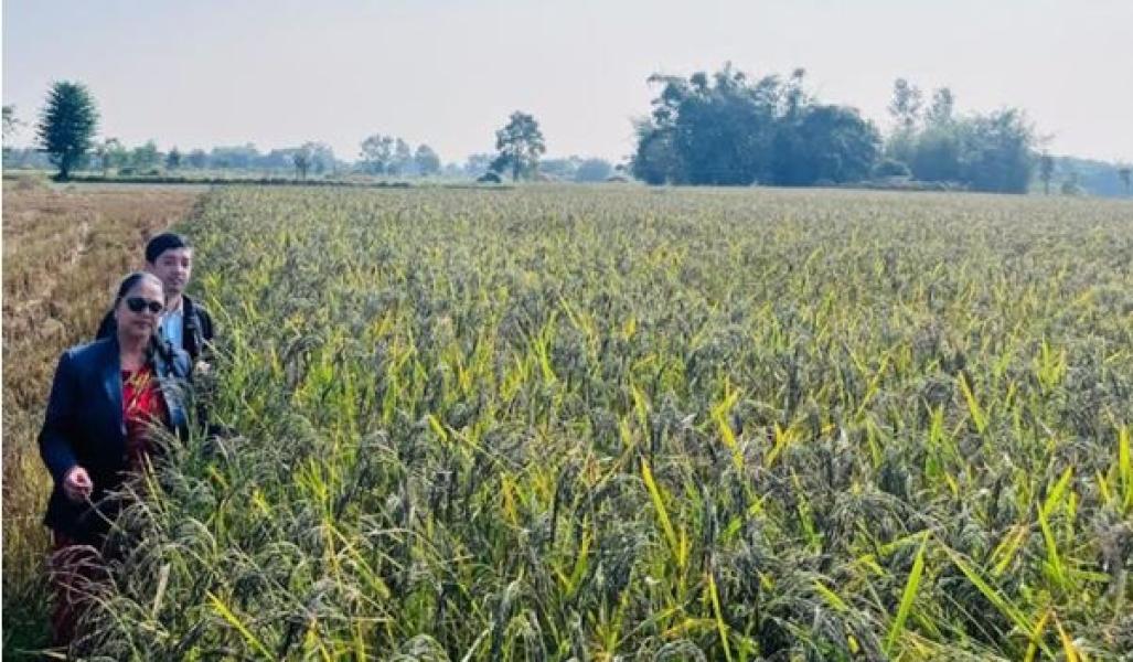 शिवसताक्षीका चार  वडालाई नुनिया धानको पकेट क्षेत्र घोषणा