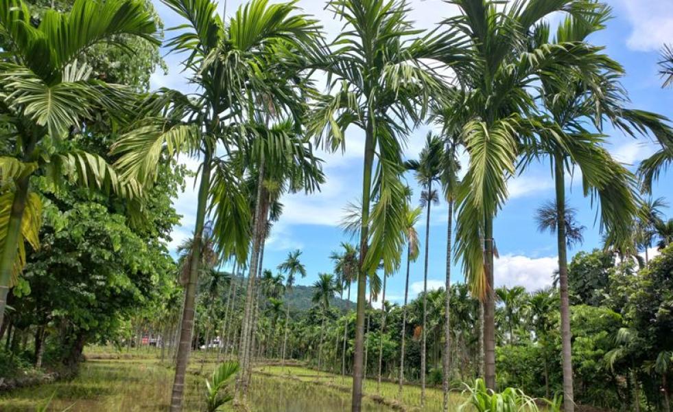 सुपारीखेती भरपर्दो आम्दानीको स्रोत