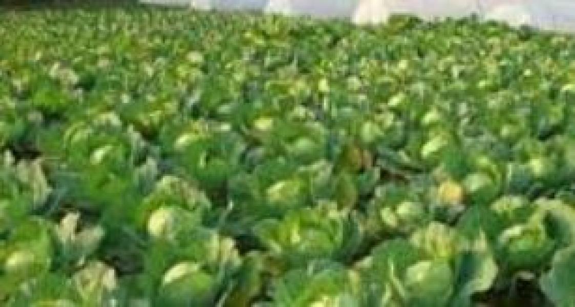 राहदानी बाकसमा थन्क्याएर तरकारीखेतीमा