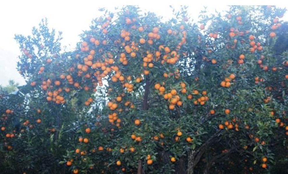 म्याग्दीको दोसल्ले गाउँबाट  रु एक करोड ५० लाख बढीको सुन्तला  बिक्री