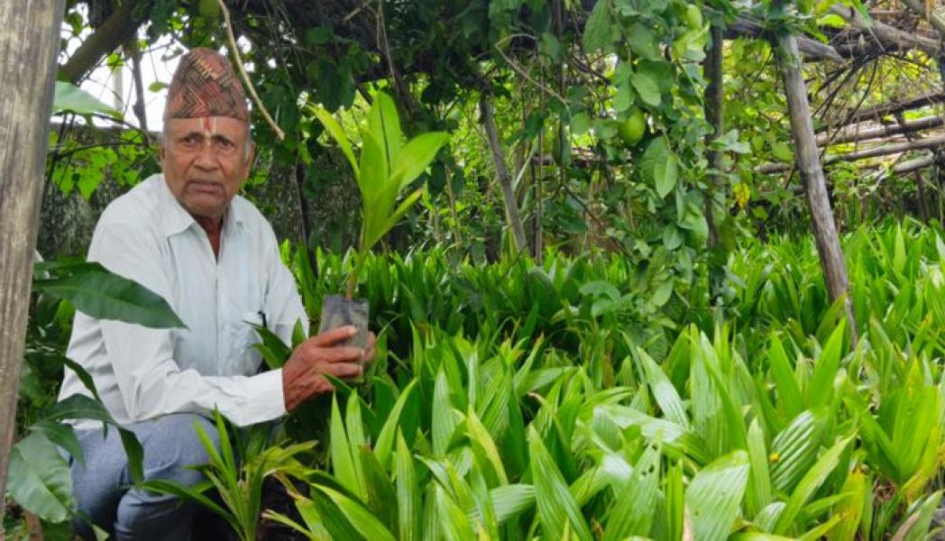 दुई महिनामै एक करोड ८० लाखका सुपारीका बिरुवा बिक्री