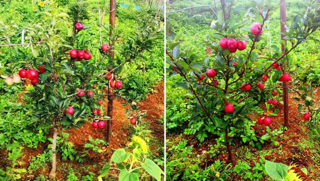 रोपेको एकै वर्षमा स्याउ फलेपछि किसान उत्साहित