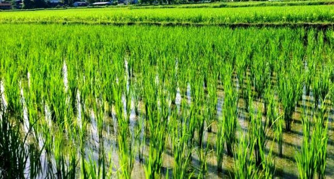 ९० प्रतिशत रोपाइँ सकियो