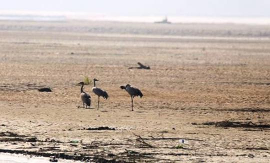 कर्णाली नदी क्षेत्रमा आइपुगे लक्ष्मण सारस