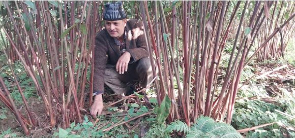 एउटै परिवारद्वारा ३४ लाखको अलैँची उत्पादन