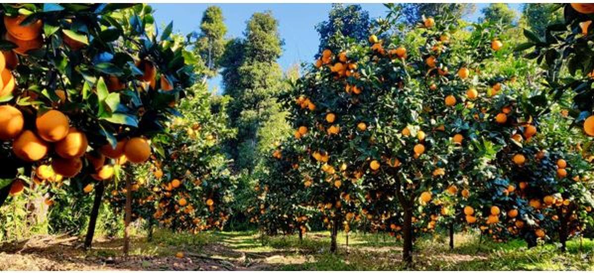 रामेछापमा धमाधम जुनार बिक्री