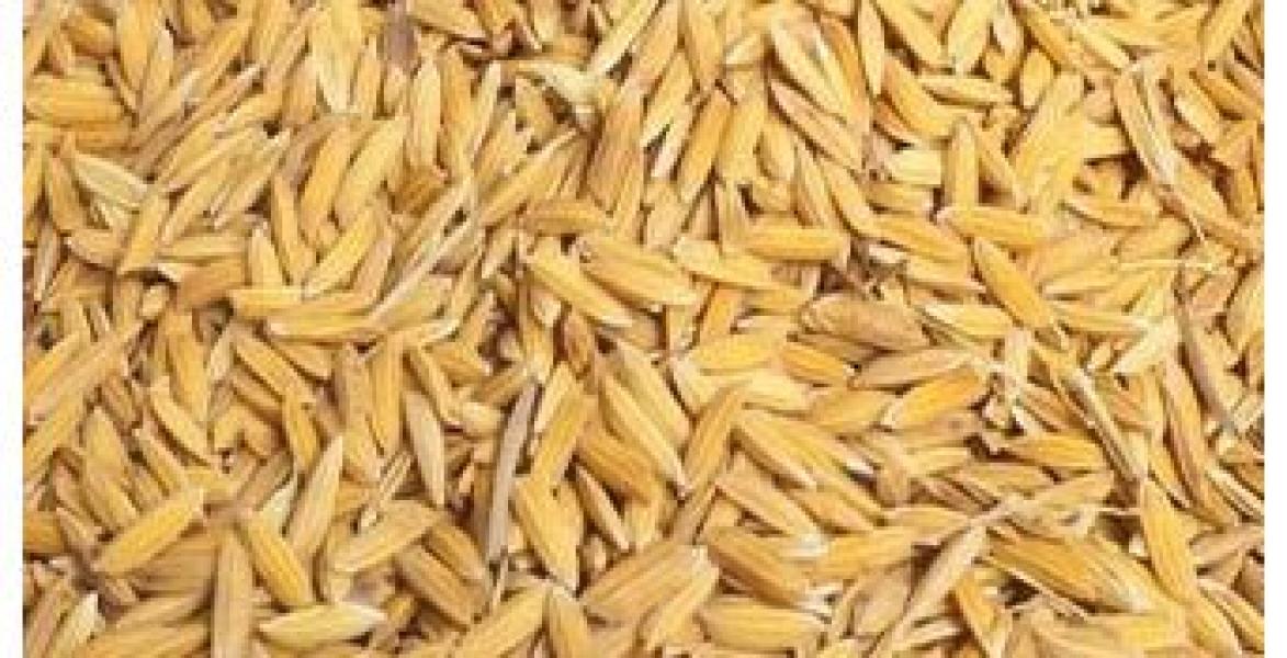 ताप्लेजुङमा धान उत्पादनमा वृद्धि