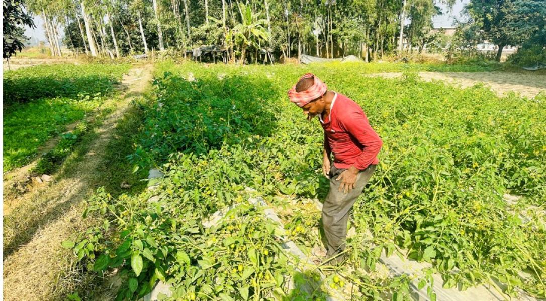 तरकारीखेतीको आम्दानीबाट जीविकोपार्जन गर्दै कुशाहाका दलित समुदाय