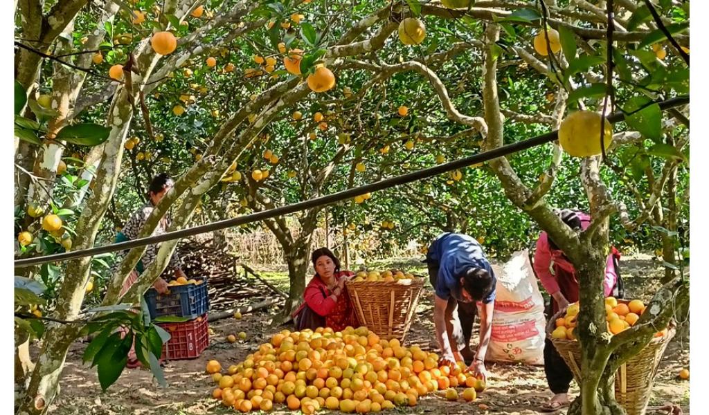 आलेखः जुनारले बढायो समृद्धिको यात्रा