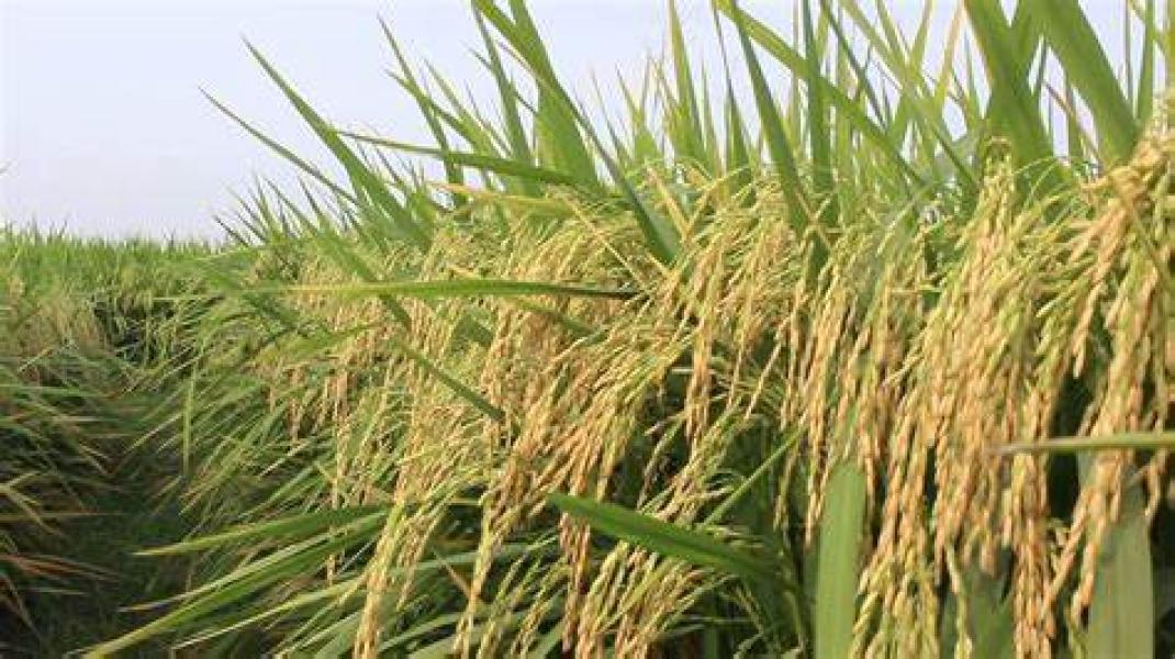 कैलालीमा सवा तीन लाख  मेट्रिक टन धान उत्पादन