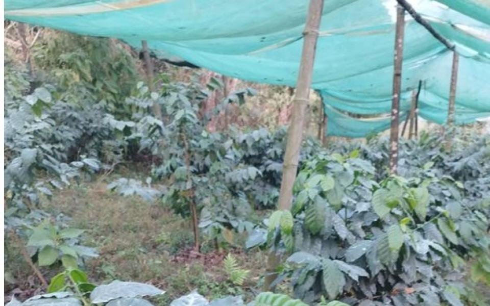 लेटाङमा व्यावसायिक कफीखेती, एकै वडाका १२० परिवार खेतीमा तल्लीन