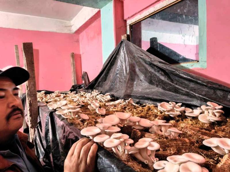 मकैको खोयामा स्वादिष्ट च्याउ उत्पादन