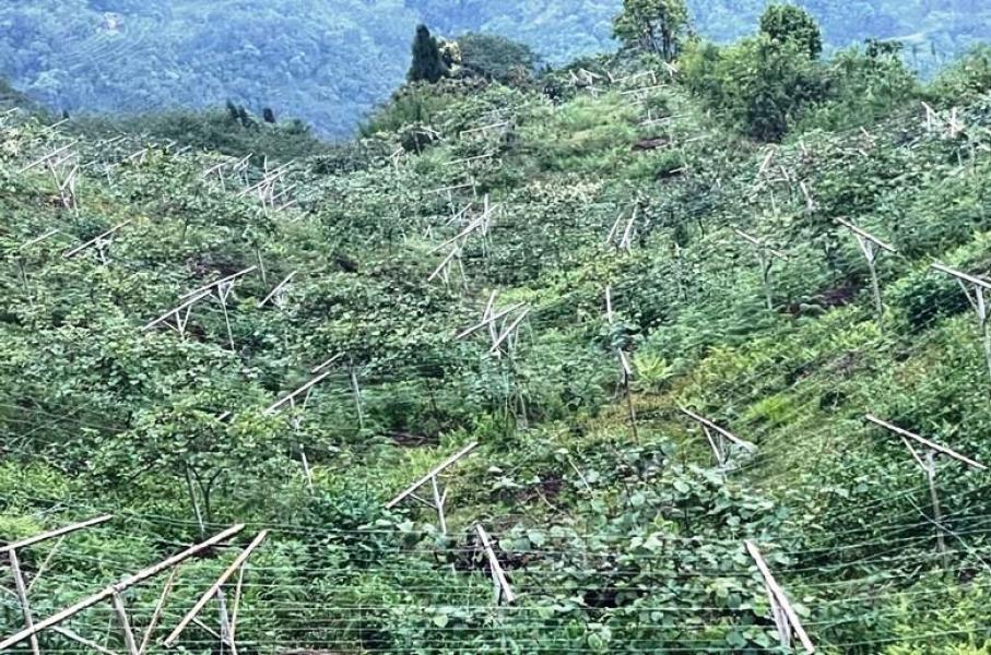 राजनीतिकर्मीको कृषिमोह :  तीन सय रोपनीमा किबी र लोठसल्लाखेती