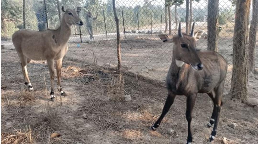 उदयपुरमा वन्यजन्तुको उद्धार, उपचार तथा पुनःस्थापना केन्द्र स्थापना