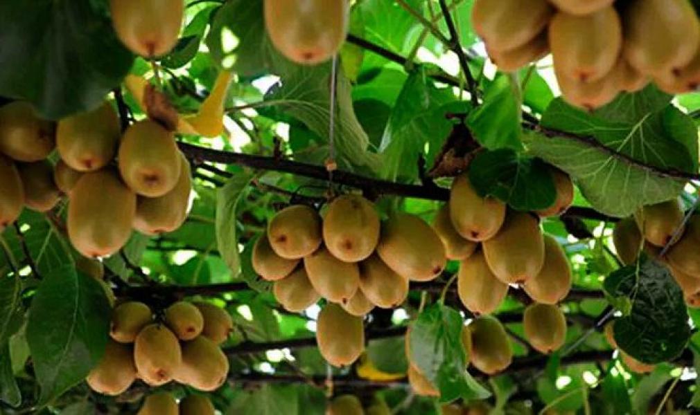 किवी फल बिक्रीबाट भन्दा जाम र वाइनबाट दोब्बर आम्दानी