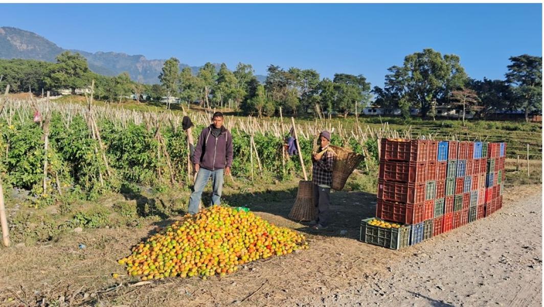 गोलभेँडा बेचेर वार्षिक सात लाख मुनाफा
