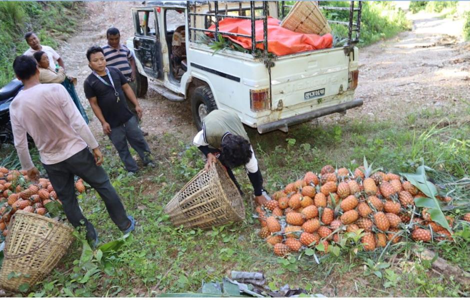 बन्दीपुरका किसानहरु भुुइँकटहर खेतिबाट राम्रो आमदानी गर्दै