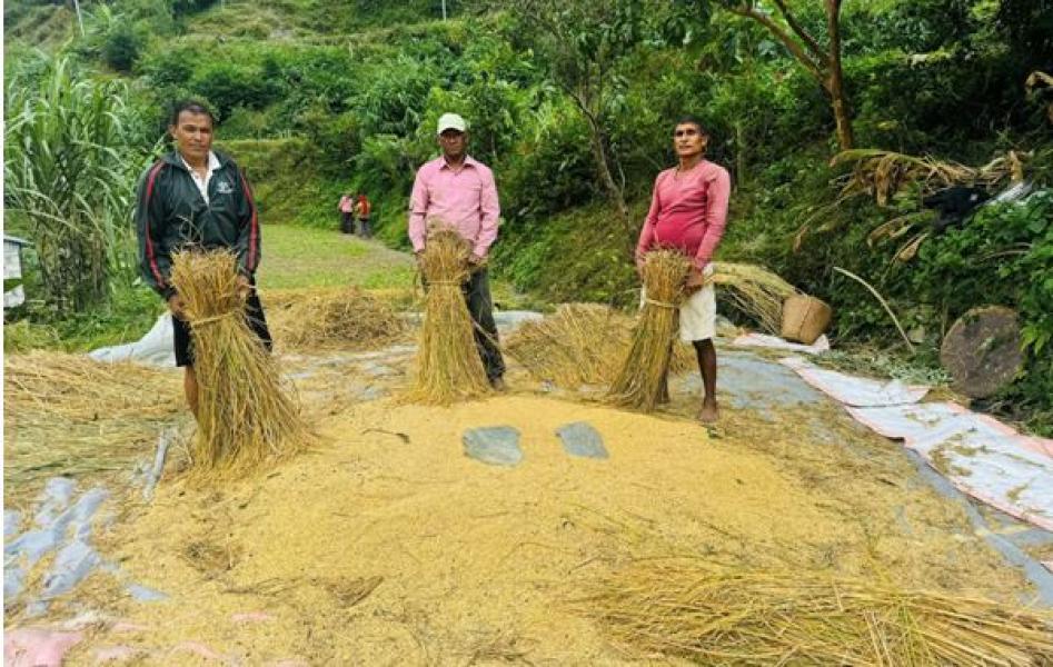 म्याग्दीमा धान र कोदोको उत्पादन बढ्यो