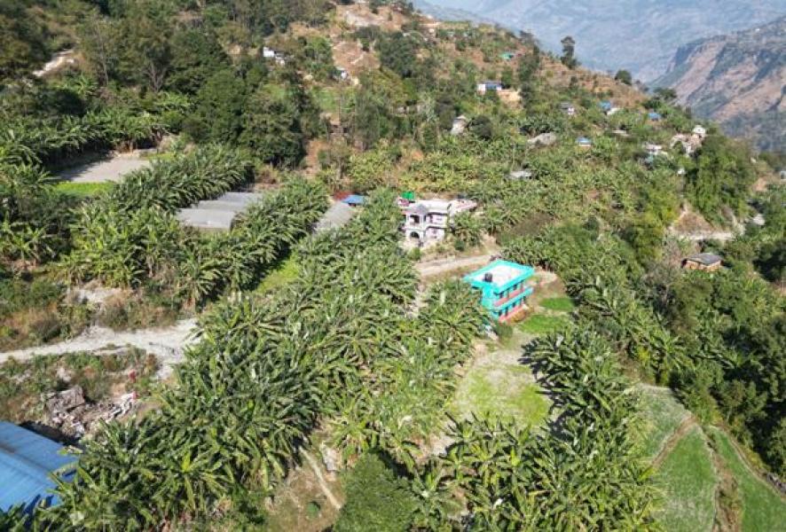 गाउँभरि केराखेती, बजारको अभाव