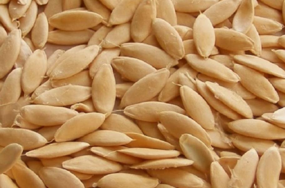 काँक्रोको बीउ बचेरे दुई करोड आम्दानी