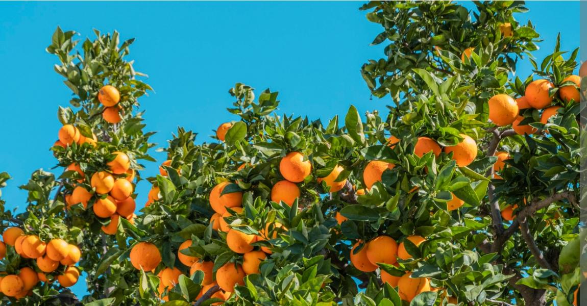 काठेखोलामा पाँच करोड ४० लाखको सुन्तला उत्पादन