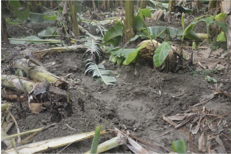 रौतहटमा हात्तीको उपद्रोबाट स्थानीय त्रसित