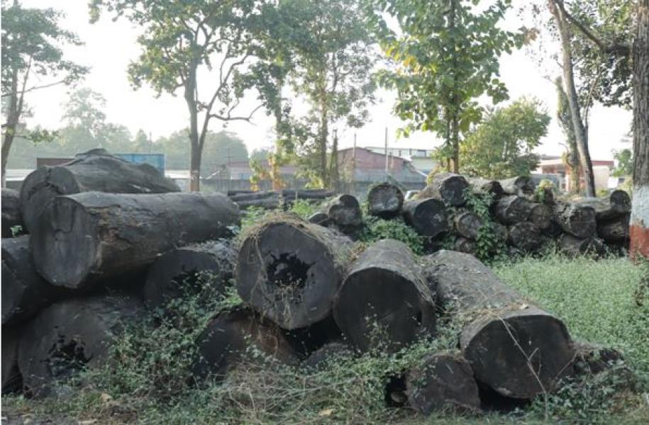 सात करोडको काठ वन कार्यालयमै कुहिँदै