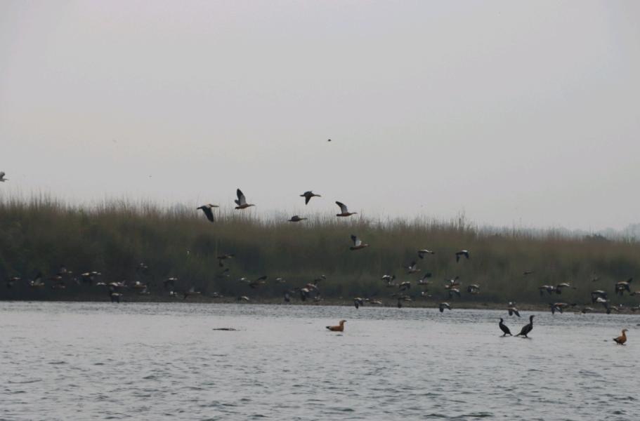 पूर्वीचितवनका सिमसारमा  ५५ प्रजातिका चरा भेटिए