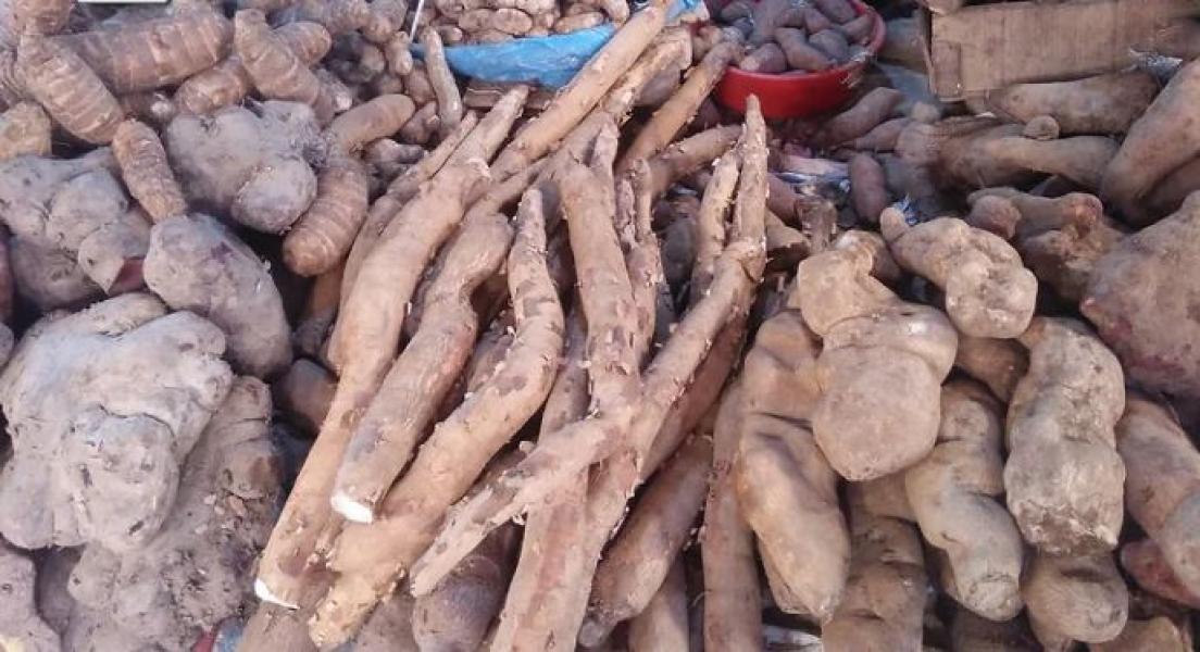 बाहुनडाँगीमा तरुल महोत्सव : तरुलबाट बनाइएको मःम, पकौडा अवलोकनकर्ताको रोजाइमा