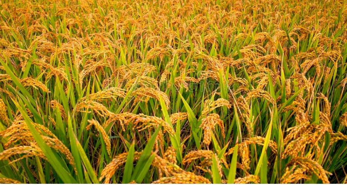 लमजुङमा बढ्यो धान उत्पादन