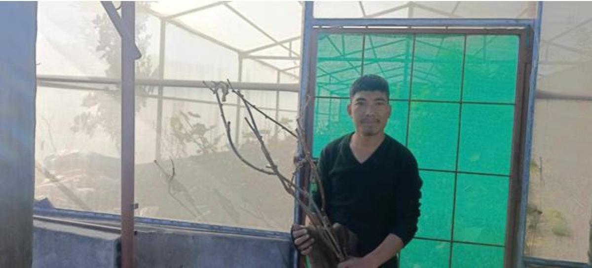 किवीको बिरुवा बिक्री गरेर वार्षिक पाँच लाख आम्दानी