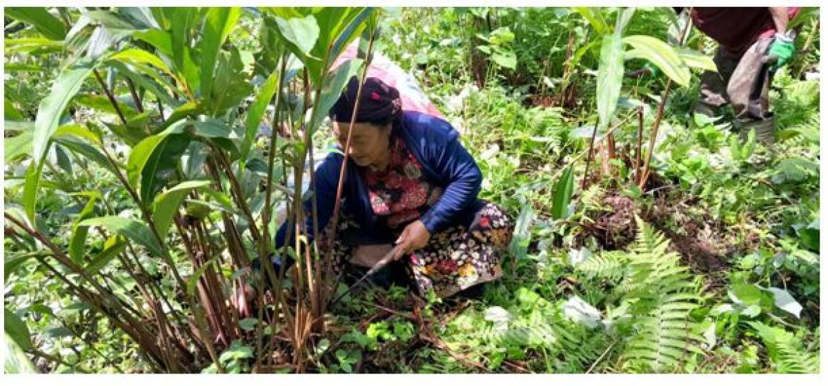 अलैँची बिक्रीबाट २२ करोड आम्दानी