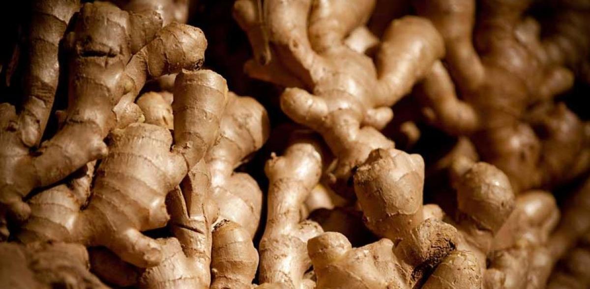 एउटै स्थानीय तहबाट रू छ करोडको अदुवा बिक्री