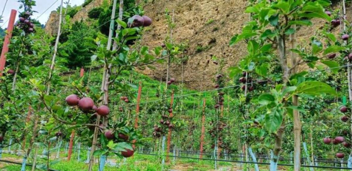 विकासे स्याउखेतीतर्फ किसान आकर्षित हुँदै मनाङका किसान