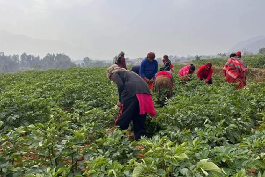 दुई हजार चार सय रोपनीमा आलुखेती